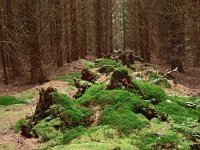 NL, Drenthe, Noordenveld, Fochteloerveen 13, Saxifraga-Hans Dekker